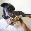 Show in main carousel: SteelDog USA Ropers Chipmunk Squeaky Plush Dog Toy slide 2 of 6