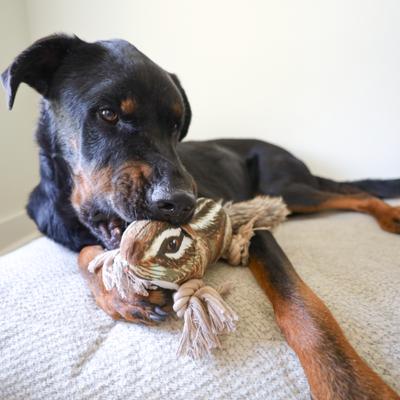 Show full view: SteelDog USA Ropers Chipmunk Squeaky Plush Dog Toy slide 2 of 7