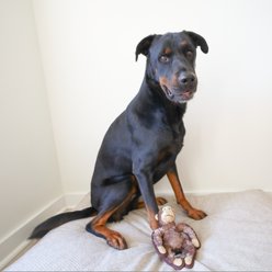 SteelDog USA Ruffian Safari Monkey Plush Dog Toy slide 2 of 5