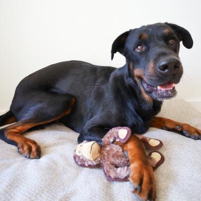 Show full view: SteelDog USA Ruffian Safari Monkey Plush Dog Toy slide 4 of 5