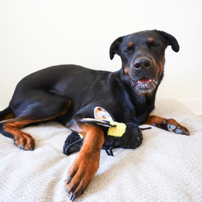 Show full view: SteelDog USA Ruffian Flyer Bumblebee Tough-Chewer Plush Dog Toy slide 5 of 6
