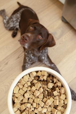 Show full view: West Paw Chicken Rawbiotic Bites Digestive Health High Protein Dog Food Topper, 6.4-oz bag slide 10 of 11