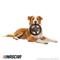 Show in main carousel: NASCAR Chew Race Car Stering Wheel Tough Dog Chew Toy slide 4 of 6