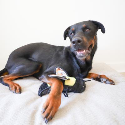 Show full view: SteelDog USA Ruffian Flyer Bumblebee Tough-Chewer Plush Dog Toy slide 2 of 6