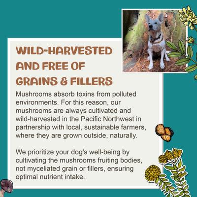 Show full view: MycoDog Chaga Mushroom Extract Immune + Antioxidant Liquid Supplement Support for Dogs, 1-fl oz bottle slide 7 of 9