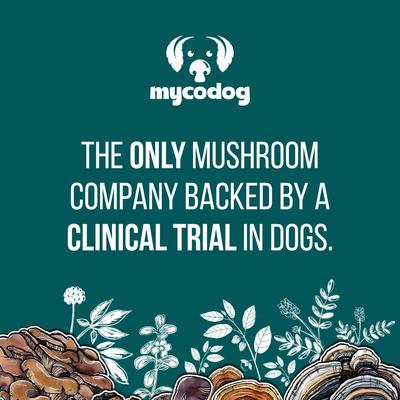 Show full view: MycoDog Chaga Mushroom Extract Immune + Antioxidant Liquid Supplement Support for Dogs, 1-fl oz bottle slide 9 of 9