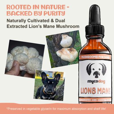 Show full view: MycoDog Lion’s Mane Mushroom Extract Focus + Cognitive Liquid Supplement for Dogs, 1-fl oz bottle slide 3 of 9