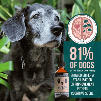 Show full view: MycoDog Clarity Mushroom Extract & Adaptogen Blend Calming + Cognitive Liquid Supplement for Dogs, 2-oz bottle slide 3 of 11