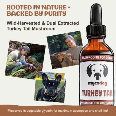 Show full view: MycoDog Turkey Tail Mushroom Extract Immune Liquid Supplement for Dogs, 1-fl oz bottle slide 3 of 9