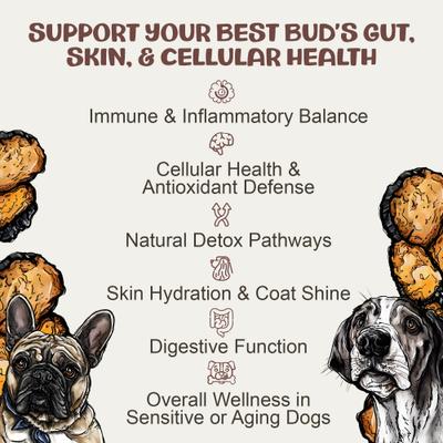 Show full view: MycoDog Chaga Mushroom Extract Immune + Antioxidant Liquid Supplement Support for Dogs, 1-fl oz bottle slide 4 of 9