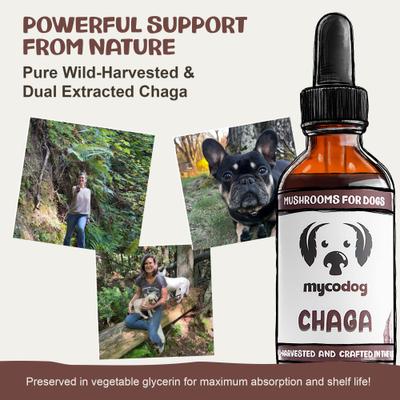 Show full view: MycoDog Chaga Mushroom Extract Immune + Antioxidant Liquid Supplement Support for Dogs, 1-fl oz bottle slide 3 of 9