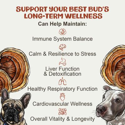 Show full view: MycoDog Reishi Mushroom Extract Longevity + Calming Liquid Supplement for Dogs, 1-fl oz bottle slide 4 of 9