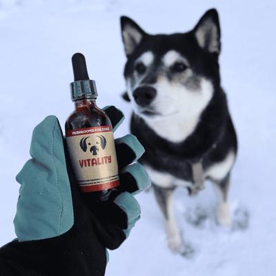 Show full view: MycoDog Vitality Mushroom Extract & Adaptogen Blend Immune Liquid Supplement for Dogs, 2-oz bottle slide 7 of 8