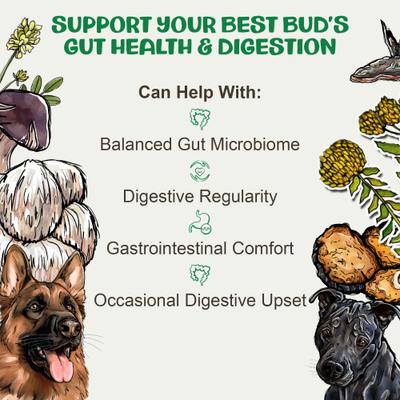Show full view: MycoDog Digest Mushroom Extract & Adaptogen Blend Gut Health + Digestive Liquid Supplement for Dogs, 2-oz bottle slide 4 of 9