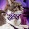 Show in main carousel: Made By Cleo Batty Babe Cat Collar, 8 to 13-in neck, 1/2-in wide, Purple slide 3 of 4