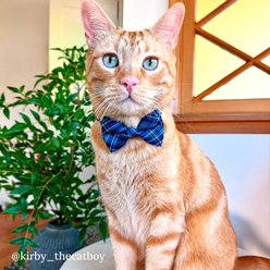 Made By Cleo Echo Peack Cat & Small Dog Bow Tie slide 2 of 3