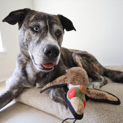 Show full view: SteelDog USA Ruffian Bird Pheasant Plush Dog Toy slide 2 of 7