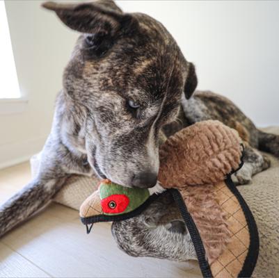 Show full view: SteelDog USA Ruffian Bird Pheasant Plush Dog Toy slide 5 of 7