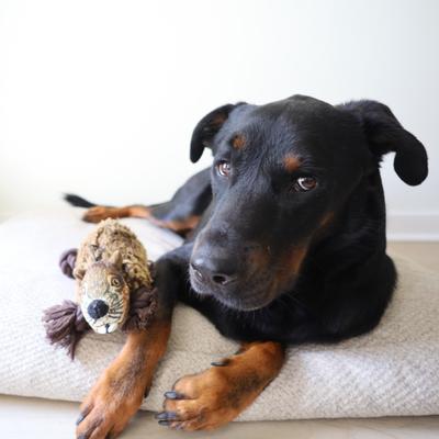 Show full view: SteelDog USA Ropers Beaver Squeaky Plush Dog Toy slide 5 of 6