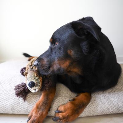 Show full view: SteelDog USA Ropers Beaver Squeaky Plush Dog Toy slide 3 of 6