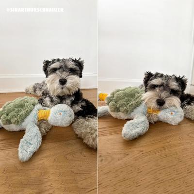 Show full view: Fuzzwoof Stretchy-Squeaky Turtle Plush Dog Toy slide 4 of 9