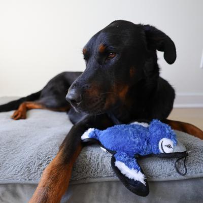 Show full view: SteelDog USA Ruffian Yard Bird Blue Jay Crinkle Plush Dog Toy slide 5 of 6