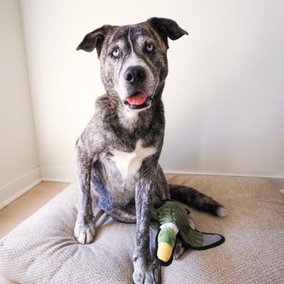 Show full view: SteelDog USA Ruffian Bird Duck Plush Dog Toy slide 4 of 6