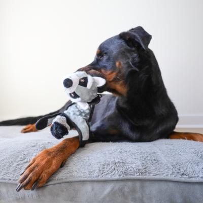 Show full view: SteelDog USA Flat Bumpy Baby Raccoon Less Stuffing Plush Dog Toy slide 3 of 7