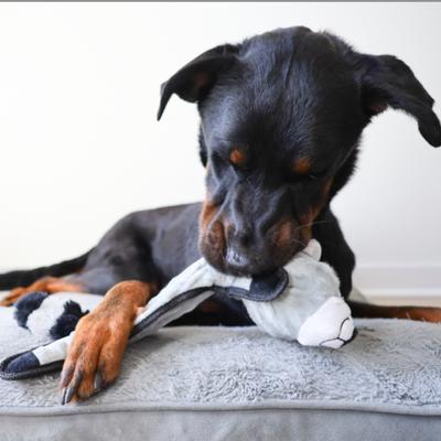 Show full view: SteelDog USA Flat Bumpy Baby Raccoon Less Stuffing Plush Dog Toy slide 5 of 7