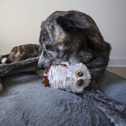 SteelDog USA Big Eyed Owl Crinkle Plush Dog Toy slide 2 of 5