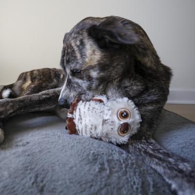 Show full view: SteelDog USA Big Eyed Owl Crinkle Plush Dog Toy slide 4 of 5