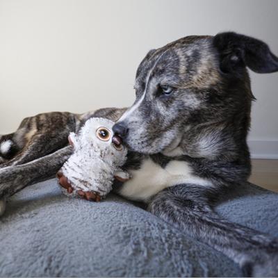 Show full view: SteelDog USA Big Eyed Owl Crinkle Plush Dog Toy slide 2 of 5
