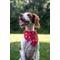 Show in main carousel: Dog Bandana Co. Reindeer & Penguin Dog Bandana, Small: 6 to 14-in neck slide 2 of 5