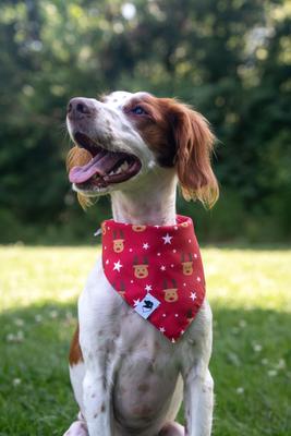 Show full view: Dog Bandana Co. Reindeer & Penguin Dog Bandana, Small: 6 to 14-in neck slide 2 of 5