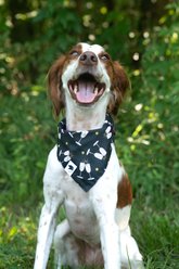 Dog Bandana Co. New Years Dog Bandana, Black, Large: 20 to 27-in neck slide 2 of 3