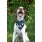 Show in main carousel: Dog Bandana Co. New Years Dog Bandana, Black, Large: 20 to 27-in neck slide 3 of 3