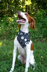 Dog Bandana Co. New Years Dog Bandana, Black, Small: 6 to 14-in neck slide 2 of 4