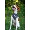 Show in main carousel: Dog Bandana Co. New Years Dog Bandana, Black, Large: 20 to 27-in neck slide 2 of 3