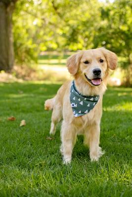 Show full view: Dog Bandana Co. Christmas Santa Hat & Trees Dog Bandana, Red, Large: 20 to 27-in neck slide 4 of 4
