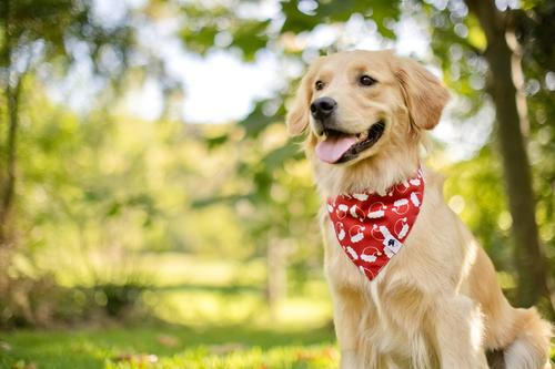 Show full view: Dog Bandana Co. Christmas Santa Hat & Trees Dog Bandana, Red, Large: 20 to 27-in neck slide 3 of 4