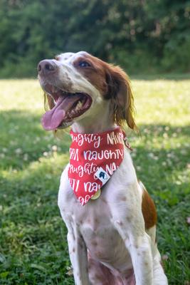 Show full view: Dog Bandana Co. Christmas Naughty Nice Dog Bandana, Red, Medium: 15 to 19-in neck slide 2 of 3