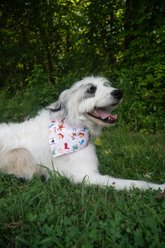 Dog Bandana Co. Christmas Holiday Movie Dog Bandana, White, Large: 20 to 27-in neck slide 2 of 3