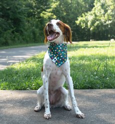 Dog Bandana Co. Christmas Light & Candy Cane Dog Bandana, Green, Large: 20 to 27-in neck slide 2 of 3