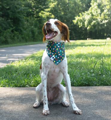 Dog Bandana Co. Christmas Light & Candy Cane Dog Bandana, Green