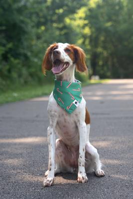 Dog Bandana Co. Christmas Light & Candy Cane Dog Bandana, Green