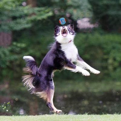 Show full view: Gigwi Dog Tennis Balls, Blue, 2.5-in, 3 count slide 6 of 8