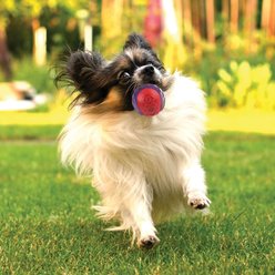 Gigwi Dog Balls Interactive Dog Toys, Multi, 2.5-in, 2 count slide 2 of 9