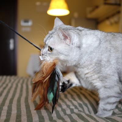 Show full view: Gigwi Wand Fishing Feather Teaser Stick Cat Toy, Brown, 21-in slide 7 of 9