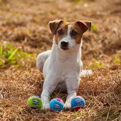Gigwi Dog Tennis Balls, Blue, 1.9-in, 3 count slide 2 of 7