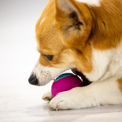 Show full view: Gigwi Dog Tennis Balls, Blue, 1.9-in, 3 count slide 7 of 9